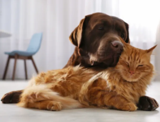 Brown Dog & Orange Cat Cuddling at Home